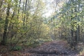 Forêt de Montgé